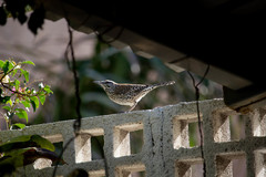 Campylorhynchus brunneicapillus