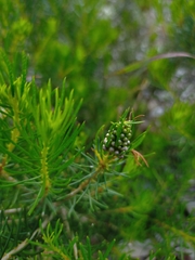 Melaleuca parviceps