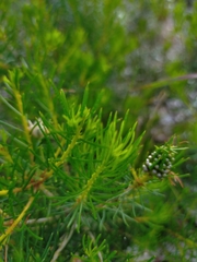 Melaleuca parviceps