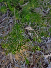 Melaleuca parviceps
