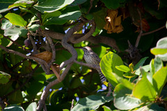 Campylorhynchus brunneicapillus