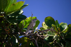 Campylorhynchus brunneicapillus