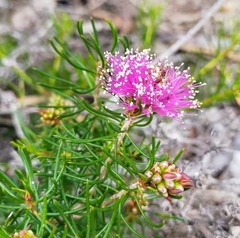 Melaleuca parviceps