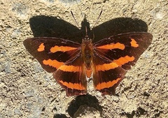 Symbrenthia hypselis
