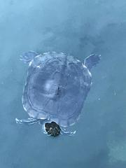 Trachemys decorata