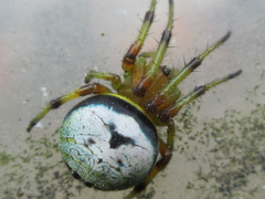 Bijoaraneus