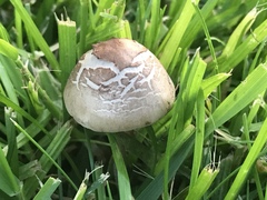 Panaeolus fimicola