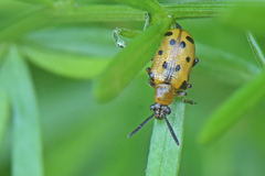 Crioceris nigropunctata