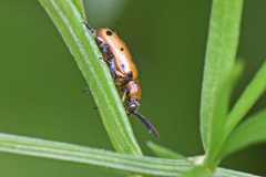 Crioceris nigropunctata