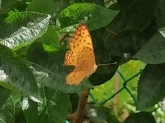 Phalanta phalantha phalantha