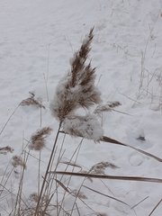 Phragmites australis