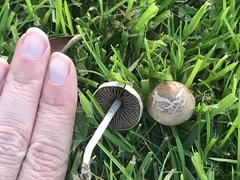 Panaeolus fimicola