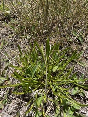 Microseris scapigera