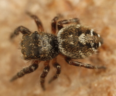 Phidippus asotus