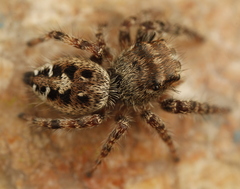 Phidippus asotus