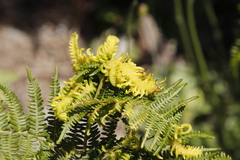 Eriophyes quadrifidus