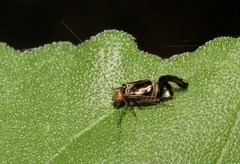 Cerastipsocus trifasciatus