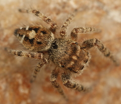 Phidippus asotus