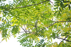 Pericrocotus cantonensis