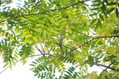 Pericrocotus cantonensis