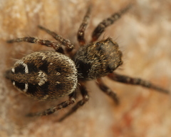 Phidippus asotus