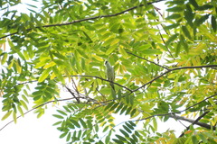 Pericrocotus cantonensis