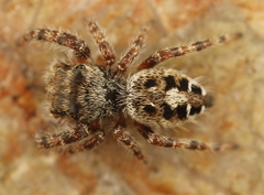 Phidippus asotus