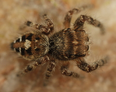 Phidippus asotus
