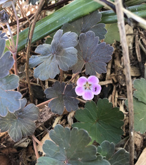 Geranium traversii