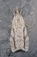 Eudonia bisinualis