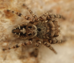 Phidippus asotus