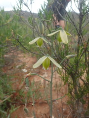 Albuca acuminata
