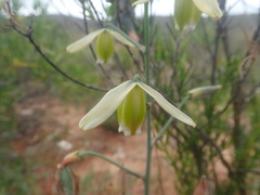 Albuca acuminata