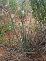 Albuca acuminata