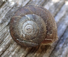 Helminthoglypta walkeriana