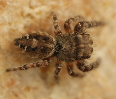 Phidippus asotus