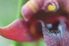 Maxillaria variabilis