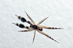 Cycloctenidae