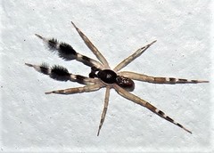 Cycloctenidae