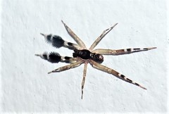 Cycloctenidae