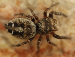 Phidippus asotus