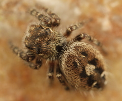 Phidippus asotus