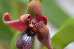 Maxillaria variabilis