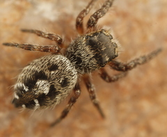 Phidippus asotus