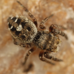 Phidippus asotus