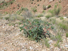 Astragalus ensiformis