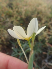 Moraea radians
