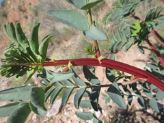 Astragalus ensiformis