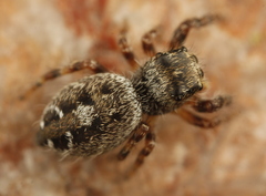Phidippus asotus