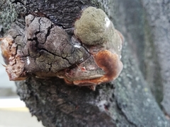 Phellinus pomaceus